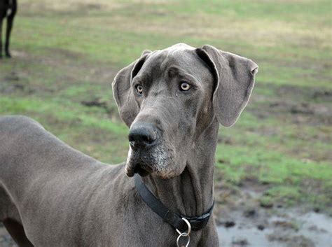 Deutsche Dogge kaufen: So ist ihr Charakter