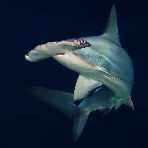 Hammerhead Shark The Scalloped Hammerhead Sphyrna Lewini Flickr