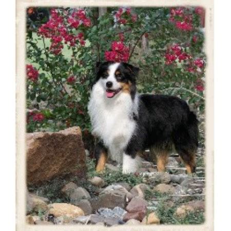 Our dogs are house dogs, and the puppies are born and raised indoors as part of the family. Southern Star Mini Aussies, Miniature Australian Shepherd ...