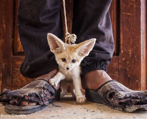 37+ Exotic Pets For Sale Uk Fennec Fox - Wayang Pets