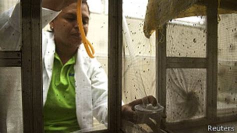 Cómo Se Vive Con El Chikungunya En Venezuela Bbc News Mundo