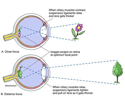 17 Inspirational Human Eye Anatomy Diagram