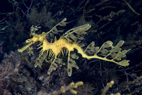 Leafy Seadragon Phycodurus Eques South Australia Stock Image Image Of