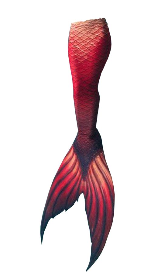 Mermaid Tail Png Background Png Play