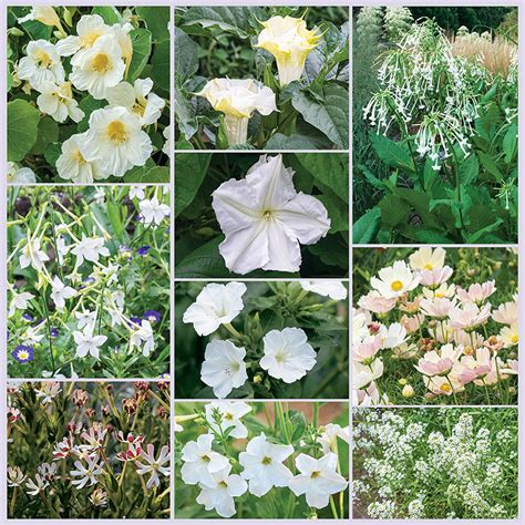 Moon Garden Seed Collection Evening Fragrant White Flowers Select Seeds
