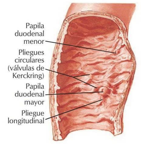 Papila Maior Do Duodeno