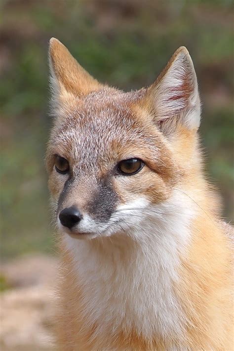 Swift Fox Havoc Endangered Wolf Center Endangered Wolf Center
