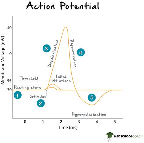 Action Potentials Refractory Period And Summation Mcat Biology Medschoolcoach