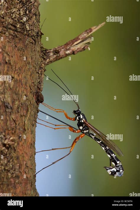 Sabre Wasp Rhyssa Persuasoria Boring Through Timber To Reach Wood Wasp