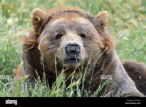 Old Brown Kodiak Bear Stock Photo Alamy