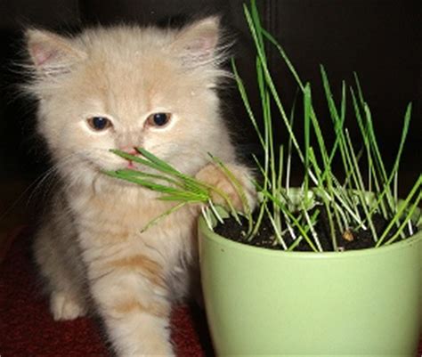 They have different growing instructions as we have found that they both prefer slightly different cats love wheatgrass and yes it is perfectly safe. Benefits Of Growing Wheatgrass (Cat Grass) For Your Cat
