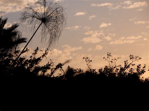 Free Images Tree Nature Grass Horizon Branch Cloud Sky Sun