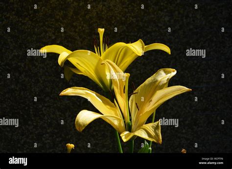 Yellow Pond Lilies Hi Res Stock Photography And Images Alamy