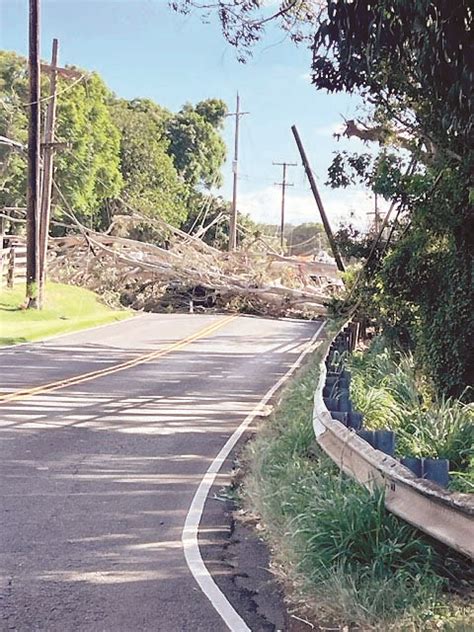 Car Crash In Makawao Topples Tree Power Lines News Sports Jobs Maui News