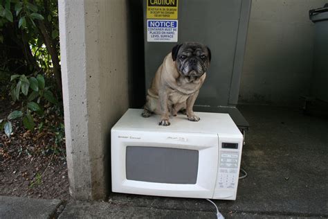 Microwaves Destructive Dogs And Climate Changing Species Distribution