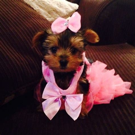 Puppy Yorkie Dressed Up In Pink Dress And Pink Bow Adorable Puppies