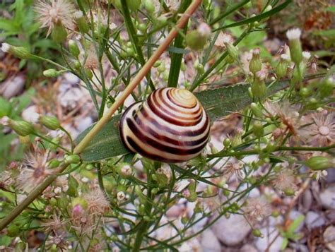 Cepaea nemoralis is listed as least concern in the czech republic. Cepaea nemoralis , Natura Mediterraneo | Forum Naturalistico