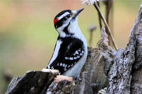 The 8 Species Of Woodpeckers In Michigan Pictures Bird Feeder Hub