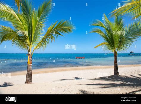 Caribbean Palm Tree Hi Res Stock Photography And Images Alamy