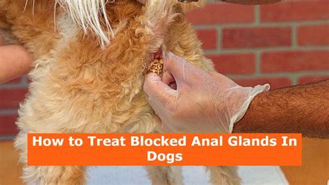 How To Treat Blocked Anal Glands In Dogs