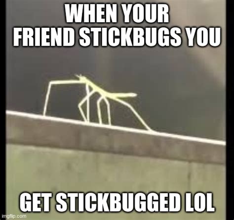 Stickbug Imgflip