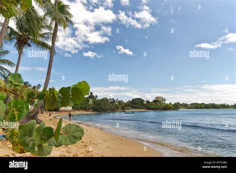 Republic Of Trinidad And Tobago Tobago Island Mt Irvine Bay Tropical Beach Of Caribbean
