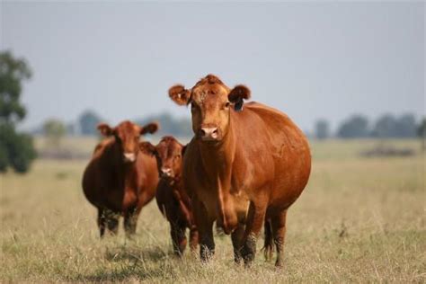 Beef Cattle Discovery Breeds Red Angus Animal And Food