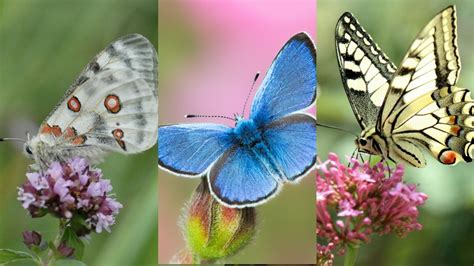 Top 10 Des Plus Beaux Papillons De France