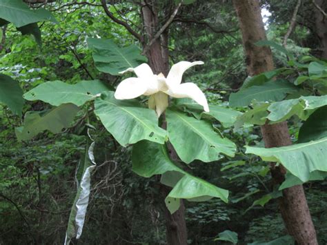 Bigleaf Magnolia What Grows There Hugh Conlon Horticulturalist