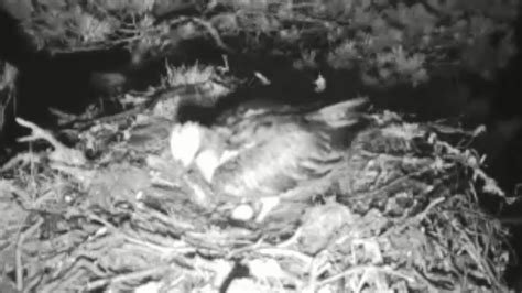 Osprey Lays First Egg Of Season At Loch Of The Lowes Nature Reserve Bbc News