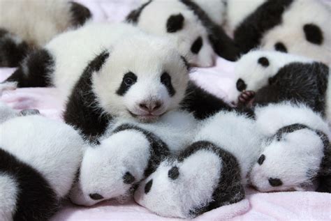 Est100 一些攝影some Photos Giant Panda Cubs Lie In A Crib At Chengdu