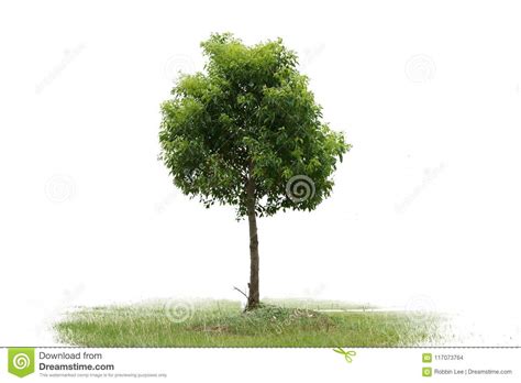 Beautifull Green Tree On A White Background In High Definition Foto De