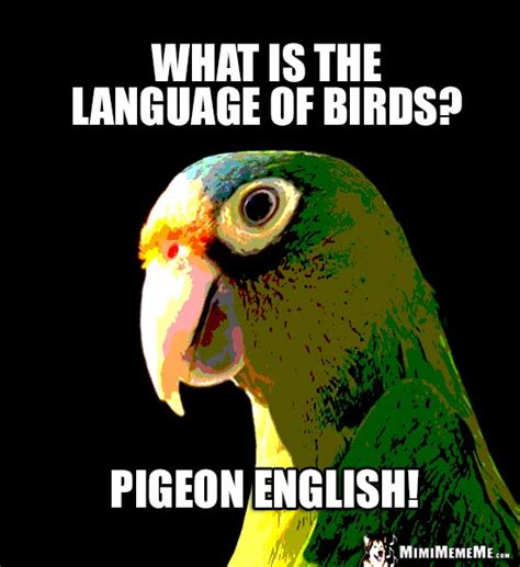 Talking Bird Jokes Parrot Humor Funny Bird Speak Cheep Lols Pg 1 Of