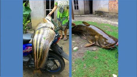 Ikan mas masih terdaftar sebagai jenis ikan konsumsi yang banyak memiliki peran. Ikan 'Monster' Yang Kerap Teror Warga Kalimantan Ini ...