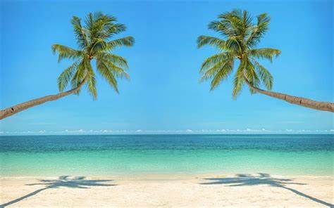 Two Palm Trees On The Beach With Clear Blue Water