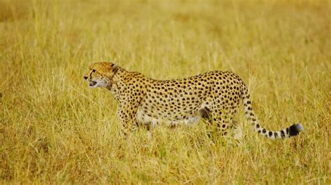 Amazing Cheetah In The Wild Wild Nature Wild Animal Wildlife Stock