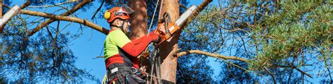 This is an excellent lopper with superior construction and even better it is. Palm Tree Removal Services - Brisbane Tree Loppers