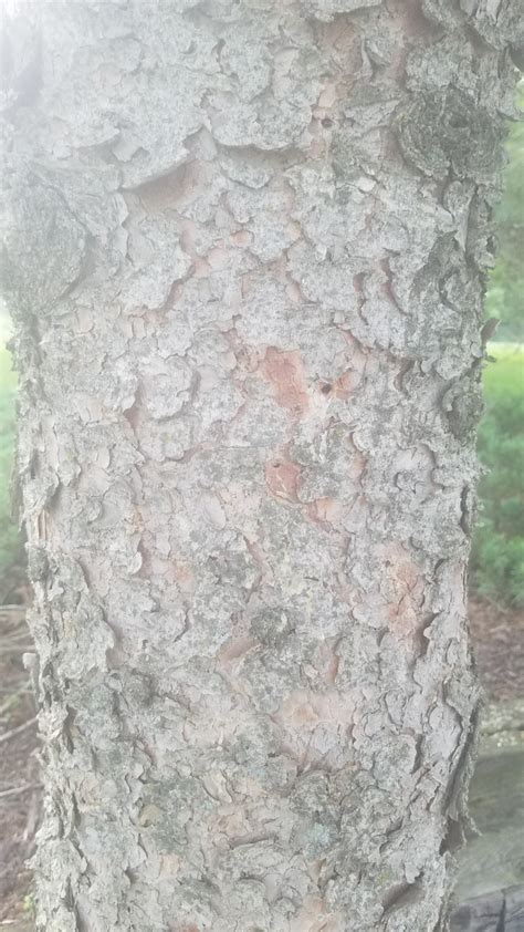 Right now, it's just average. Lower branches dying on white spruce | LawnSite.com ...