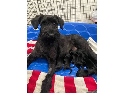 Akc Giant Schnauzer Puppies For Sale St George Puppies For Sale Near Me