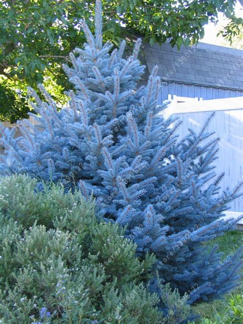 100 Tree Seeds Rare Evergreen Colorado Blue Spruce Seeds Picea Pungens