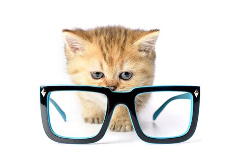 Pictures Kitty Cat Cats Eyeglasses Animals White Background