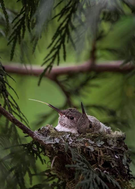 Announcing The Winners Of The 2022 Canadian Wildlife Photography Of The