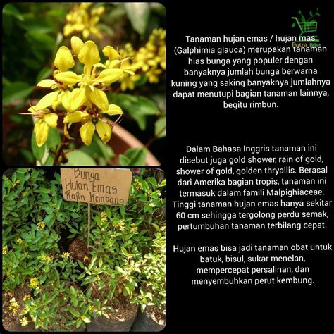 Selain itu, lakukan penyemprotan dengan pestisida agar mawar tahan terhadap air hujan dan terhindar dari. Paling Populer 28+ Gambar Bunga Dan Hujan - Gambar Bunga Indah