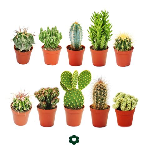 Pack Of Three Cactus Plants In Assorted Cacti Varieties Garden Plants