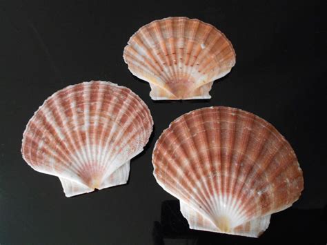 One 1 Large Irish Flat Scallop Shells Seashells 4 Etsy