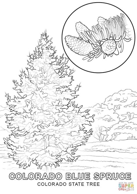 Colorado State Tree Super Coloring Tree Coloring Page Coloring
