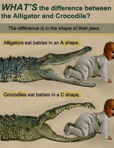 Yet once you learn a bit about them it doesn't take long to realize that there are several differences between the two. What's the difference between the alligator and crocodile ...
