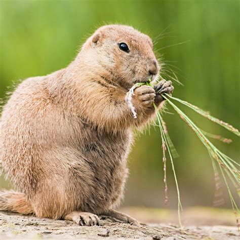 How Do Prairie Dogs Protect Themselves