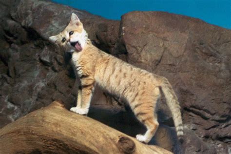 Since 2002 this small cat has been listed as near threatened due to concern over potential low population size and decline. Emergency Sand Cat Bath! | Charles Barilleaux | Flickr