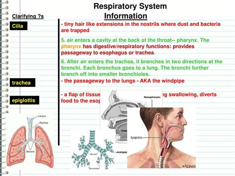 Ppt The Respiratory System Powerpoint Presentation Free Download